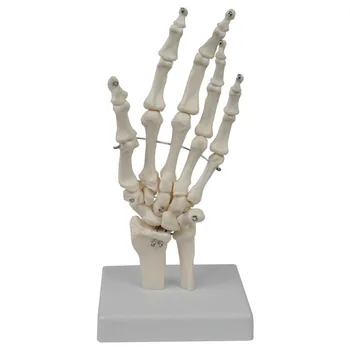 1 ШТ. Медицинское учебное оборудование Анатомическая модель скелета сустава кисти Модель кости кисти