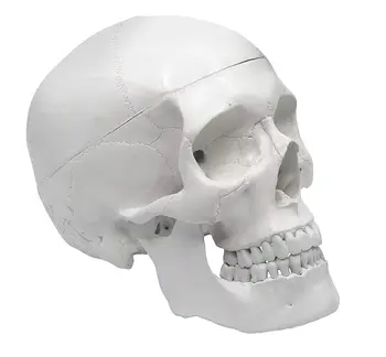 Красочная Белая анатомическая модель черепа взрослого человека в натуральную величину, состоящая из 3 частей, Съемная черепная крышка включает полный набор зубов 21x15x19 см
